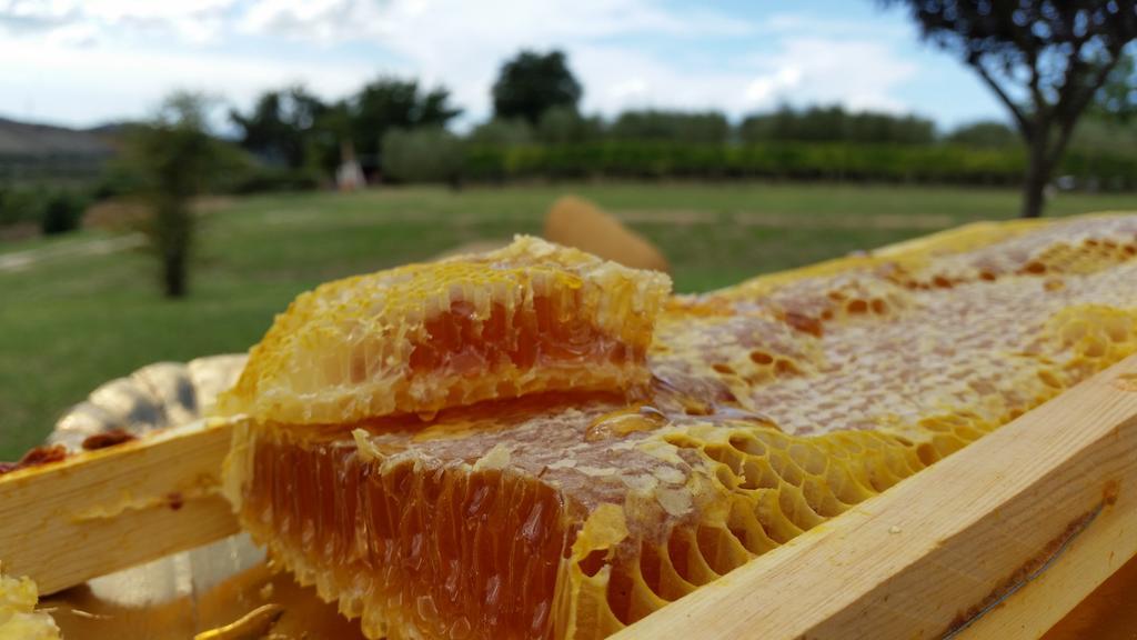I Sicomori - Seme Di Carota - Glamping E Appartamenti Con Piscina A Saturnia Εξωτερικό φωτογραφία
